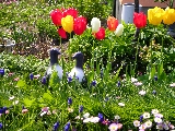 花壇のオロロン鳥.jpg