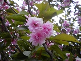 ６月半ばまで咲く桜.JPG