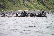 天売島_0044.JPG